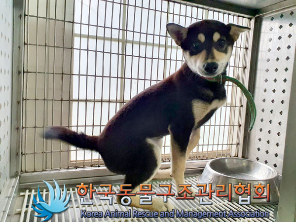 한국동물구조관리협회_441382202300447